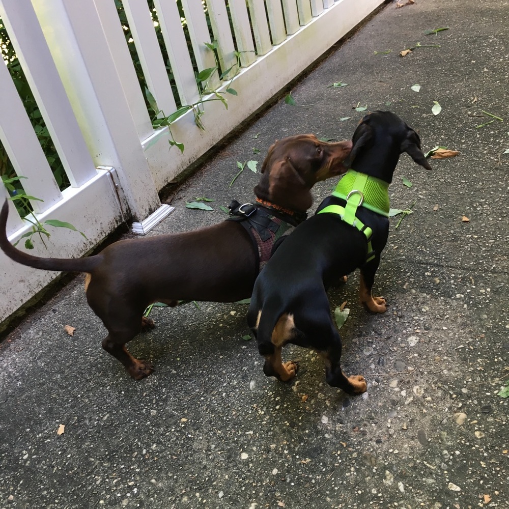 Meet your Posher, Sab